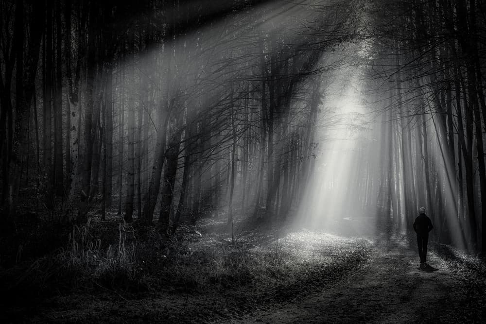 Ethereal Forest Walk by Ulrike Eisenmann — canvas wall art