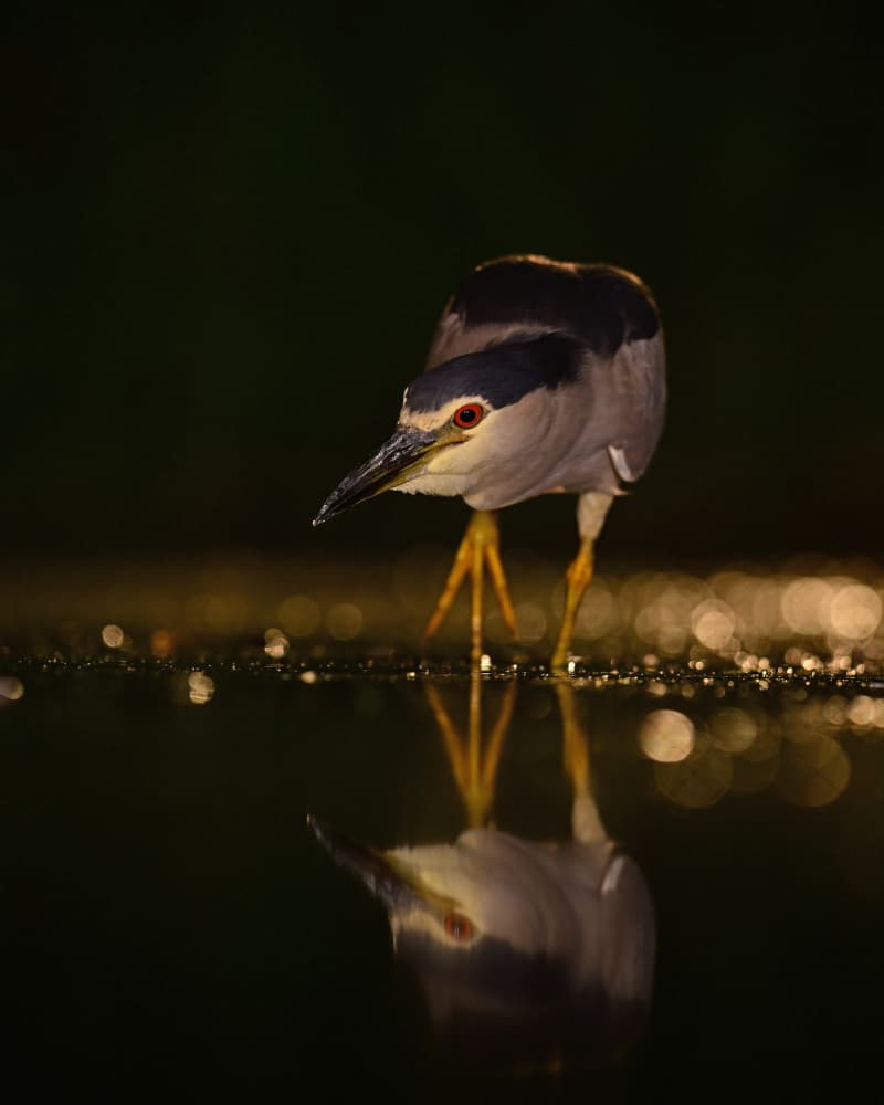 Night Heron Reflection by Rob Li — canvas wall art