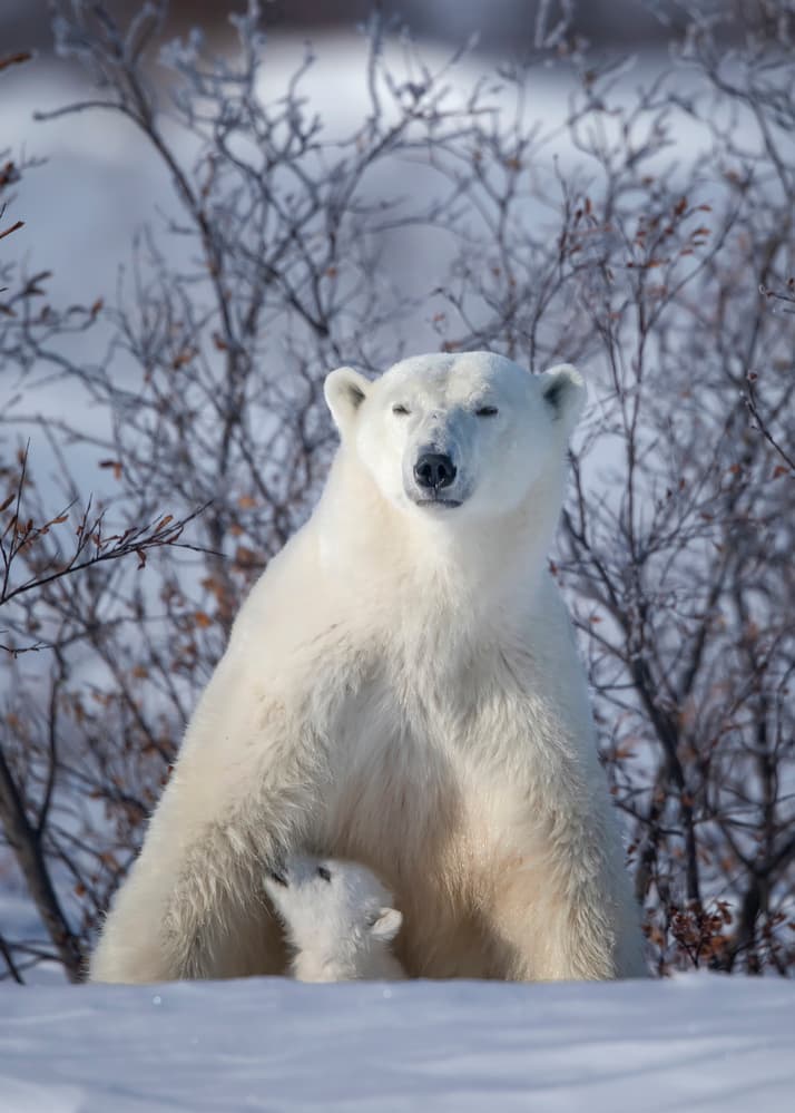 Arctic Mother and Cub by Fion Wong — canvas wall art