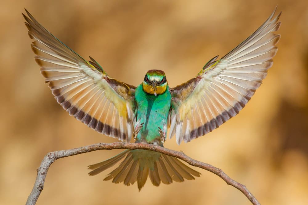 Colorful Wings Spread by David Manusevich — canvas wall art