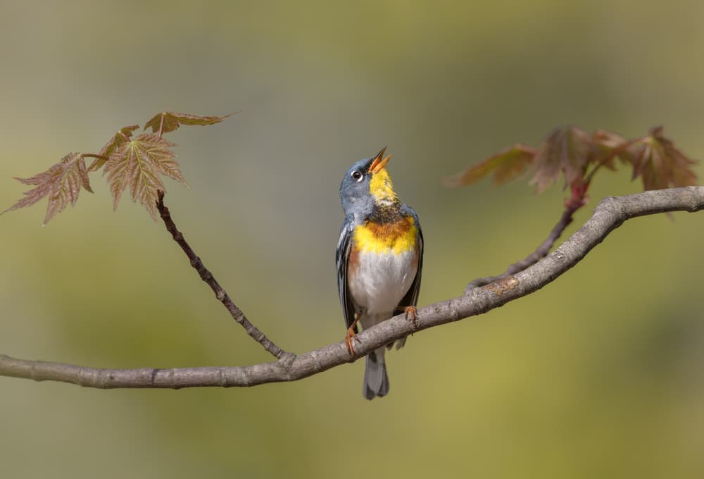 Singing Spring Warbler by Greg Barsh — canvas wall art