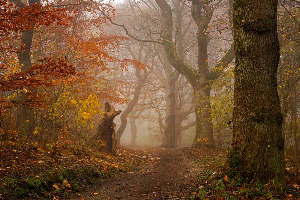 Misty Autumn Forest Path by Leif Løndal — canvas wall art