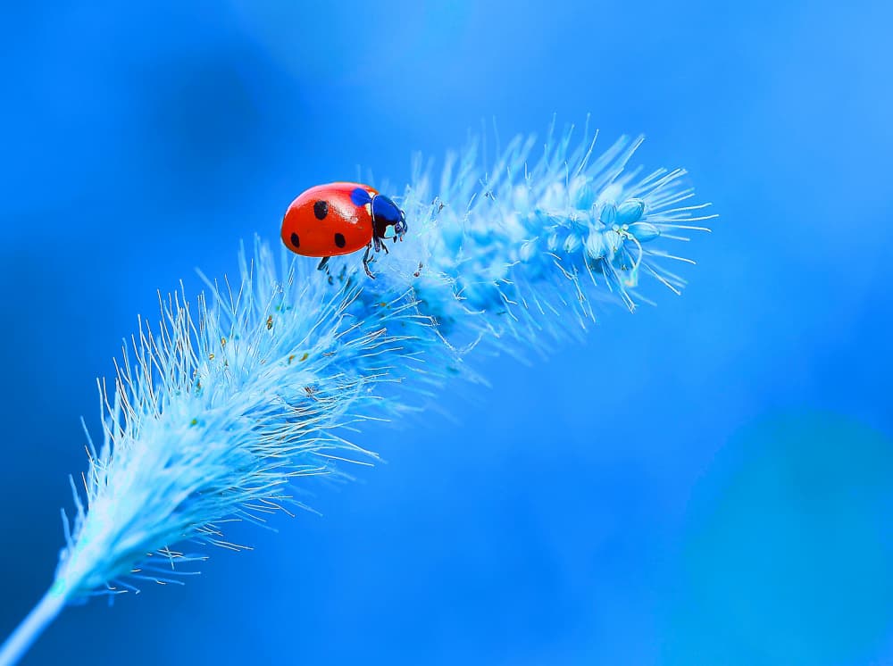 Red Ladybug Blue Grass by Thierry Dufour — canvas wall art