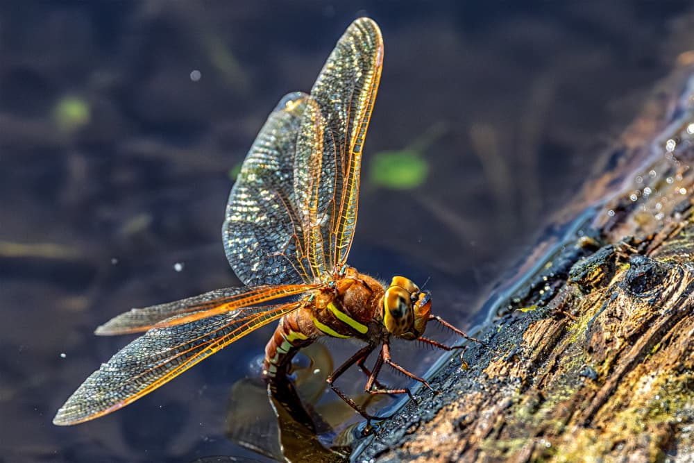 Waterside Dragonfly by Leif Løndal — canvas wall art