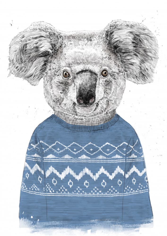 Koala In Blue Sweater by Balazs Solti — canvas wall art