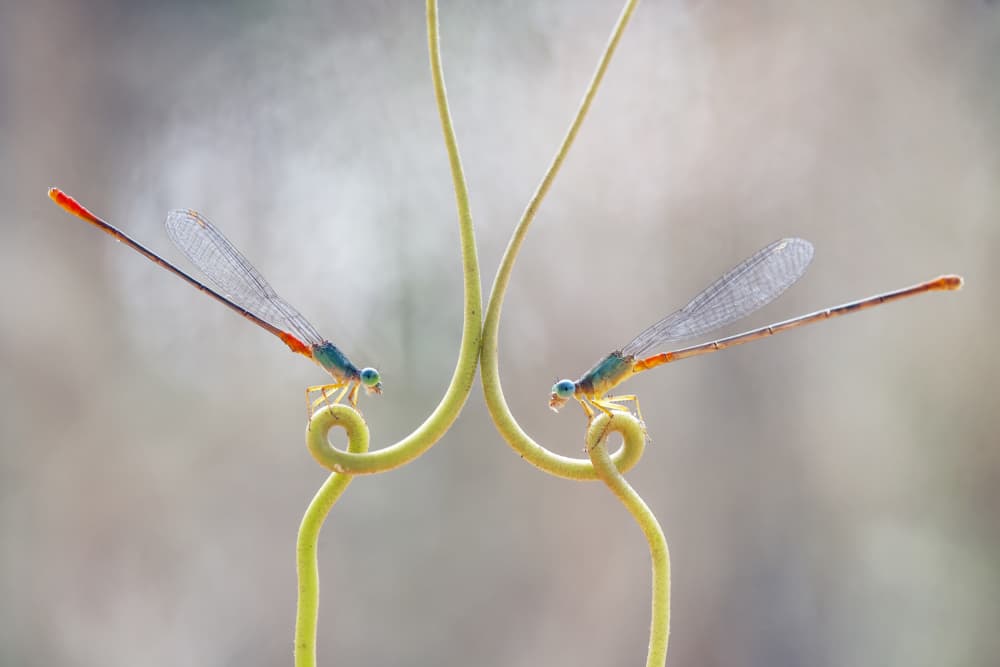 Mirrored Damselflies by Abdul Gapur Dayak — canvas wall art