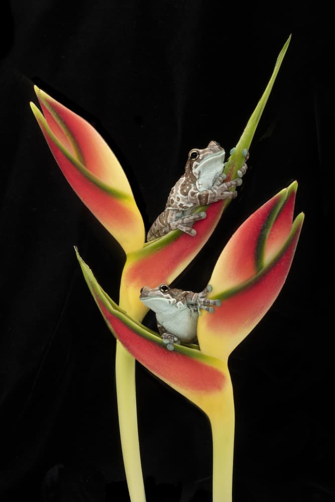 Tropical Frogs Heliconia Bloom by Linda D Lester — canvas wall art
