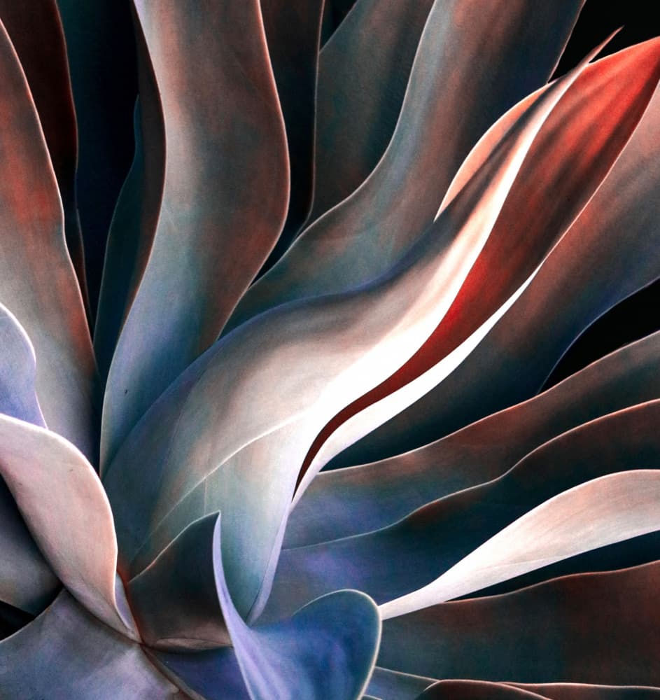 Agave Leaf Curves by Robin Wechsler — canvas wall art