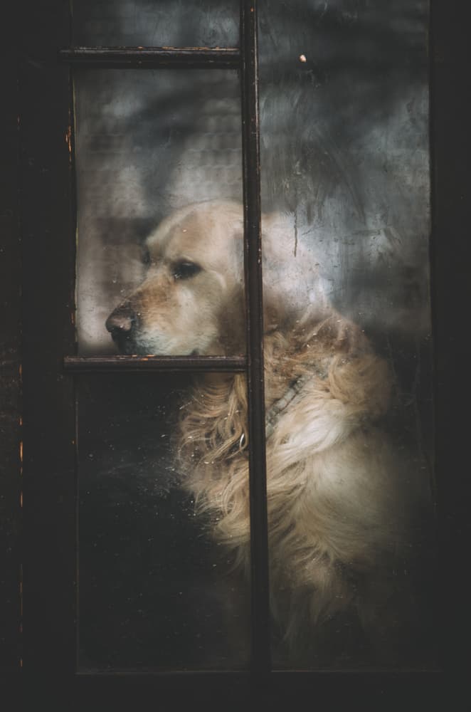 Waiting By The Window by Koki Jovanovic — canvas wall art