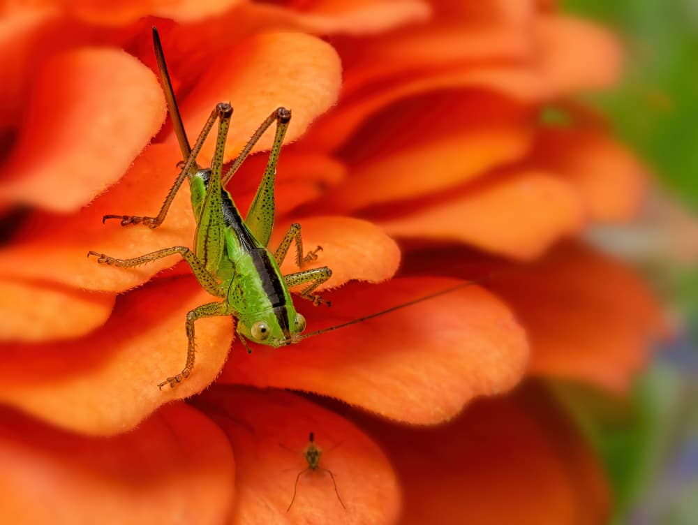 Green Grasshopper on Orange by Lucie Gagnon — canvas wall art