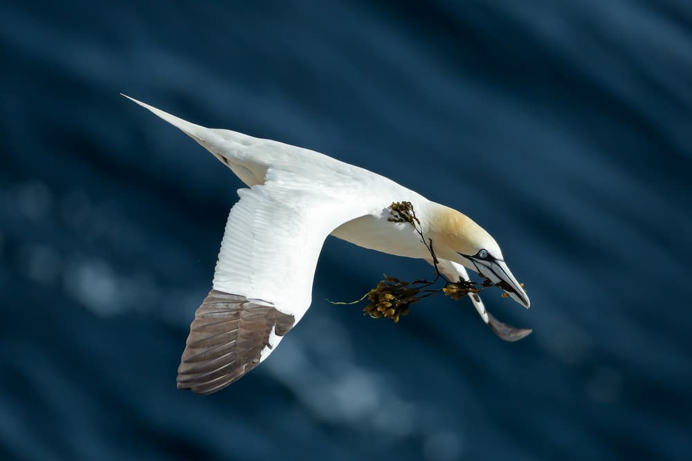 Gannet Carrying Seaweed by Nicolás Merino — canvas wall art