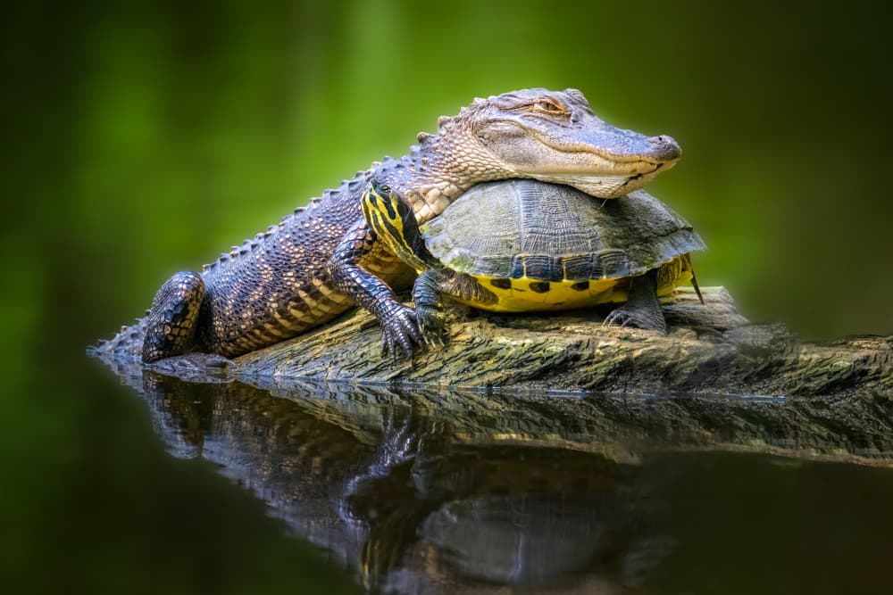 Unusual Reptile Pair by Jianping Yang — canvas wall art