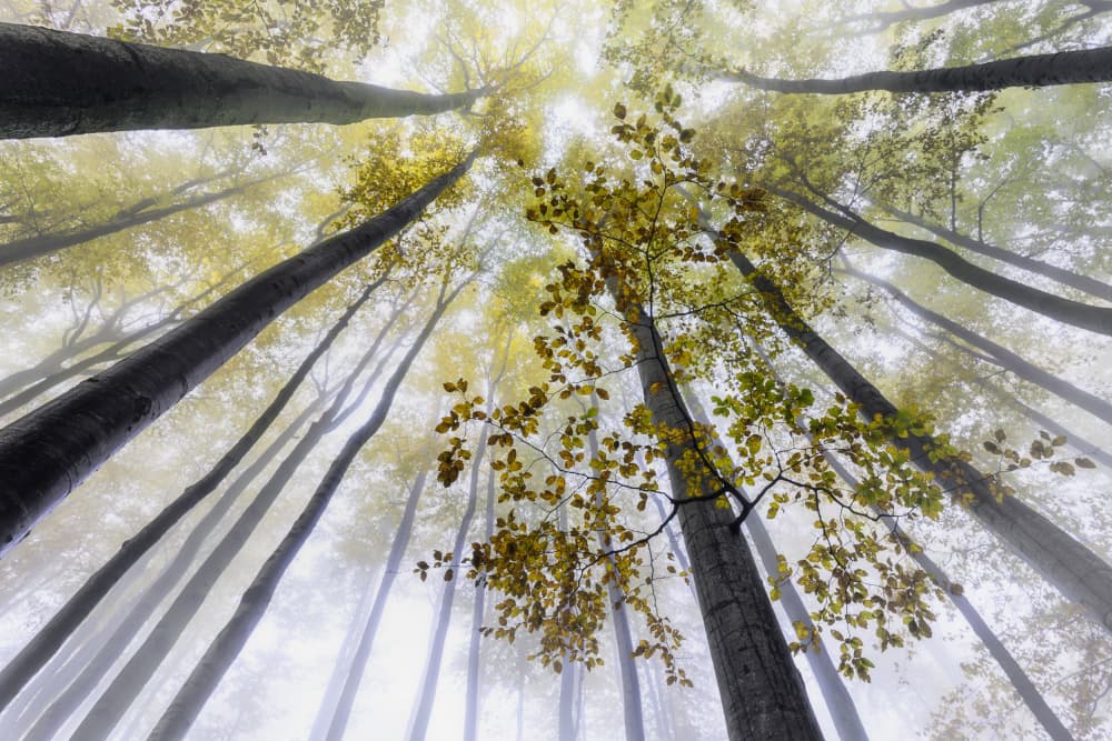 Misty Autumn Forest by Tom Pavlasek — canvas wall art