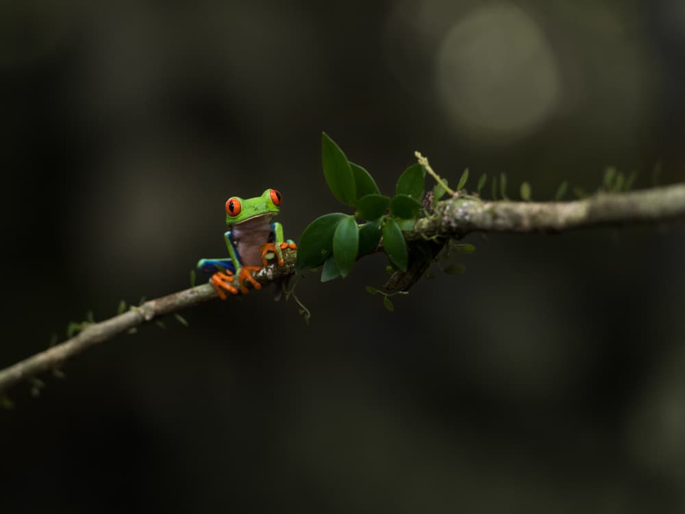 Vivid Red-Eyed Frog by Patrick Dessureault — canvas wall art