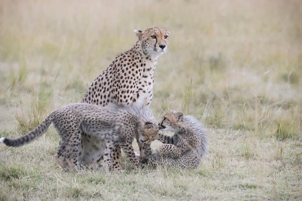 Wild Cheetah Family by Renee Doyle — canvas wall art