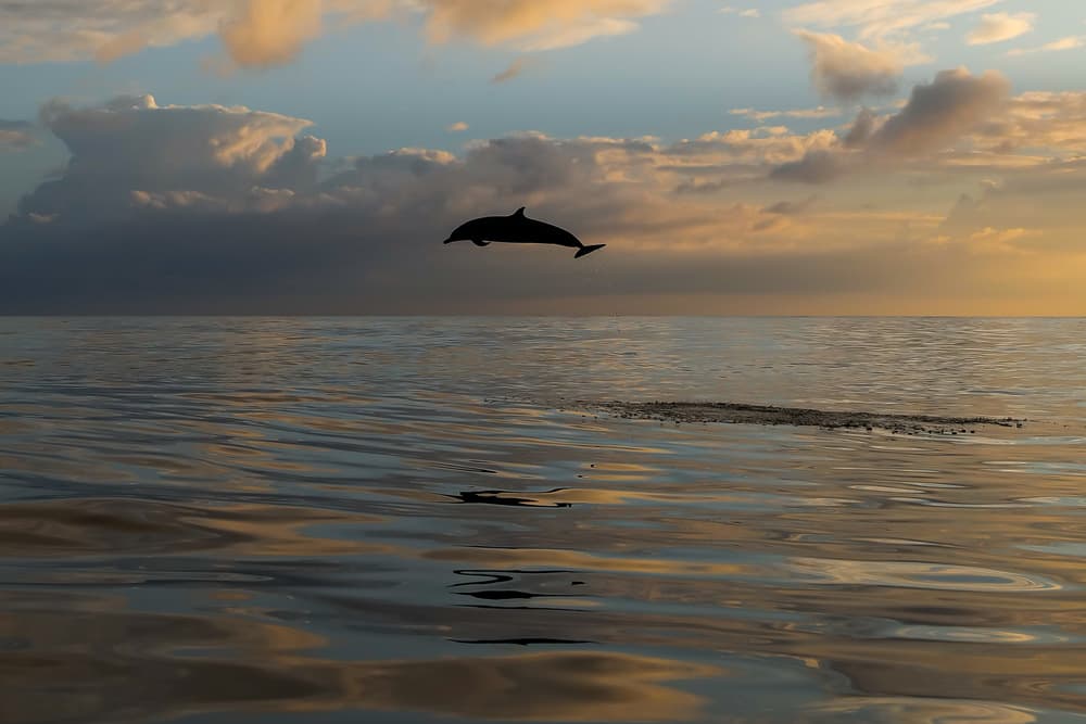Golden Dolphin Jump by Serge Melesan — canvas wall art