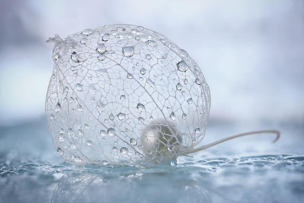 Skeleton Pod with Pearl by Rina Barbieri — canvas wall art