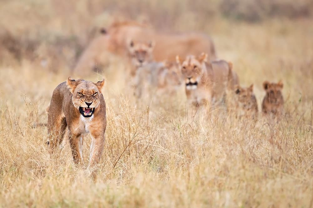 Fierce Lioness and Cubs by Marco Pozzi — canvas wall art