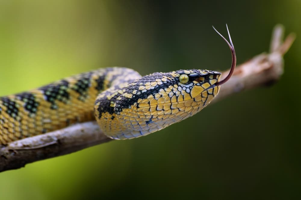 Yellow Viper's Tongue by Rooswandy Juniawan — canvas wall art