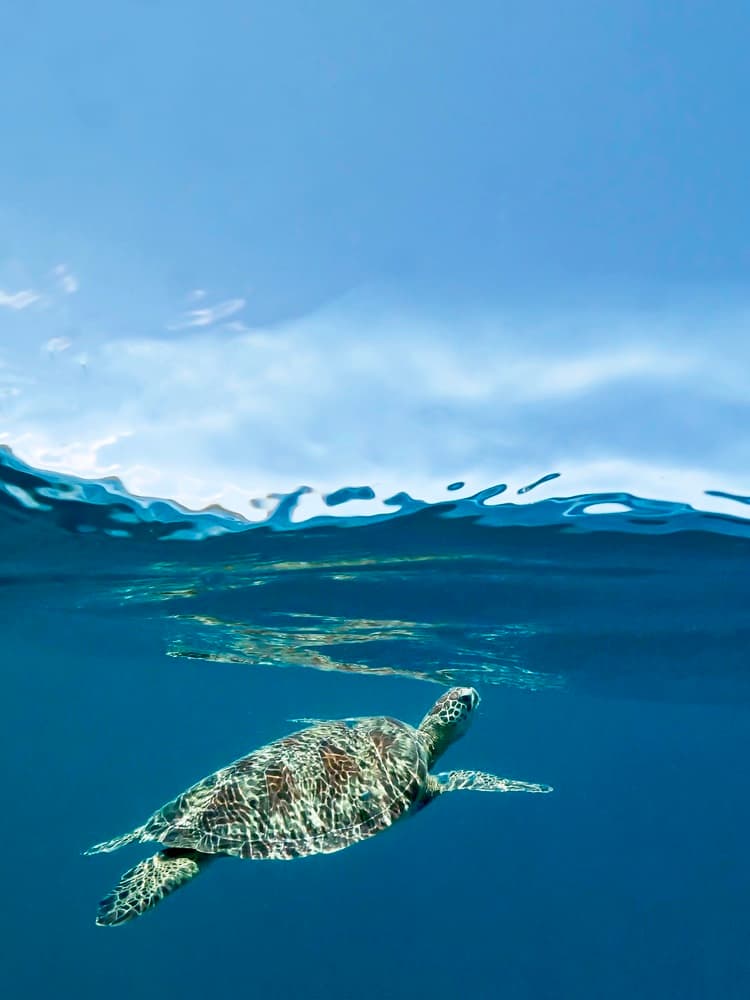 Serene Sea Turtle by Serge Melesan — canvas wall art