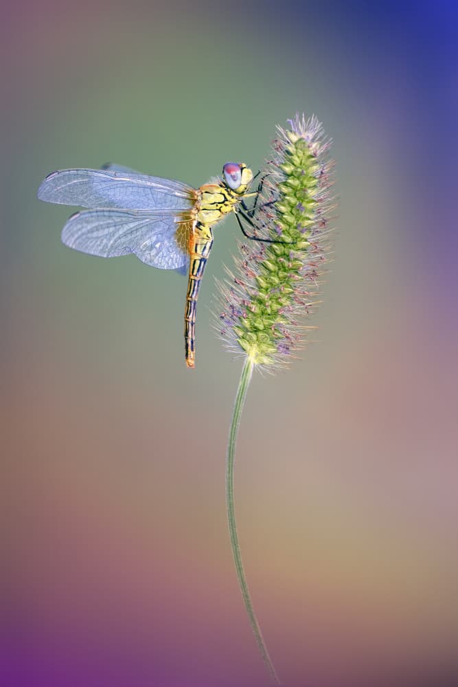 Colorful Dragonfly Perched by Fabrizio Daminelli — canvas wall art
