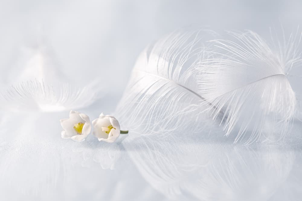 Delicate Feathers And Flowers by Igor Kopcev — canvas wall art