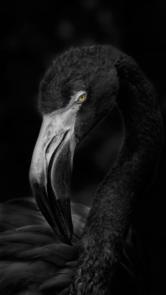 Dark Flamingo Eye by Kaisyakuji Yushi — canvas wall art