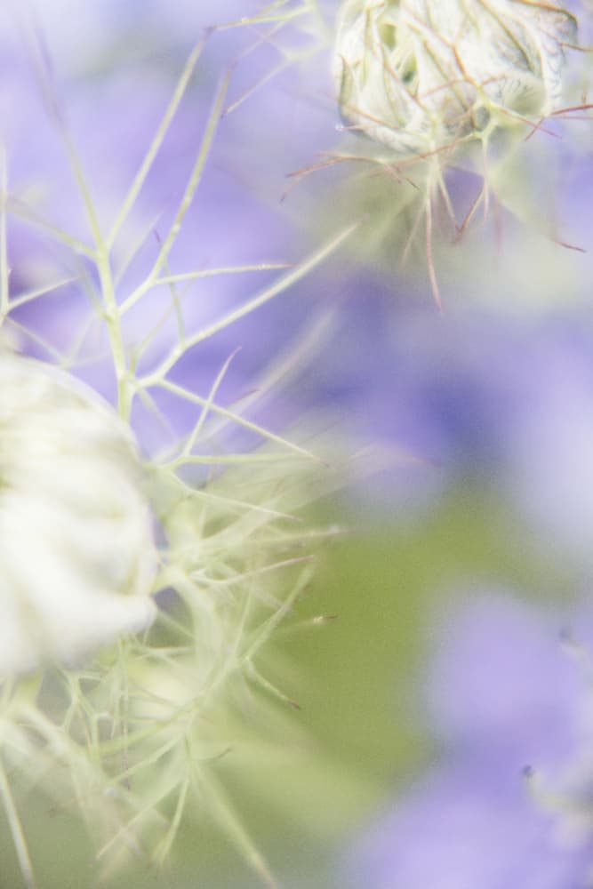Soft Purple Bloom by Lynann Colligan — canvas wall art
