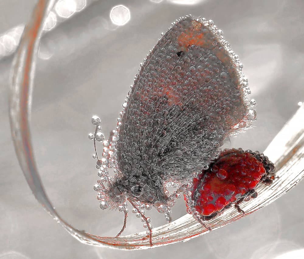 Dewdrop Butterfly and Beetle by Thierry Dufour — canvas wall art