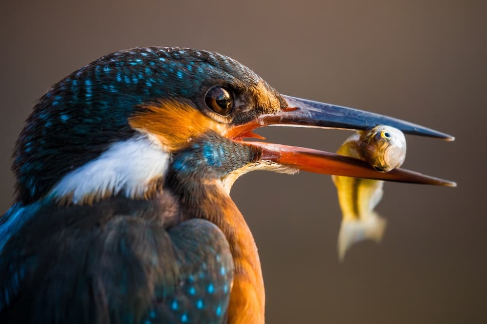 Blue Kingfisher Catch by Petar Sabol — canvas wall art