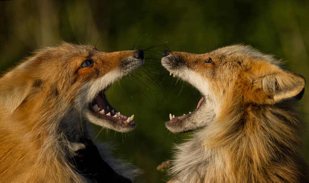 Wild Fox Confrontation by Joanna W — canvas wall art
