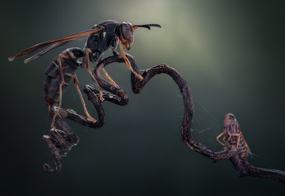 Wasp On Twisted Branch by Atul Saluja — canvas wall art