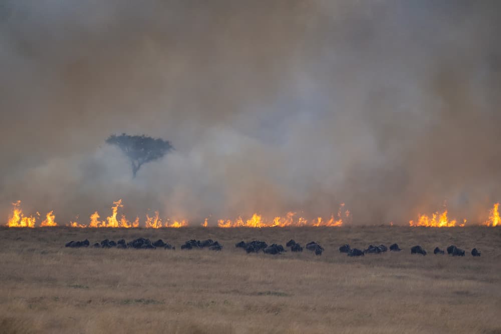 Savanna Fire Wildlife by Roberto Marchegiani — canvas wall art