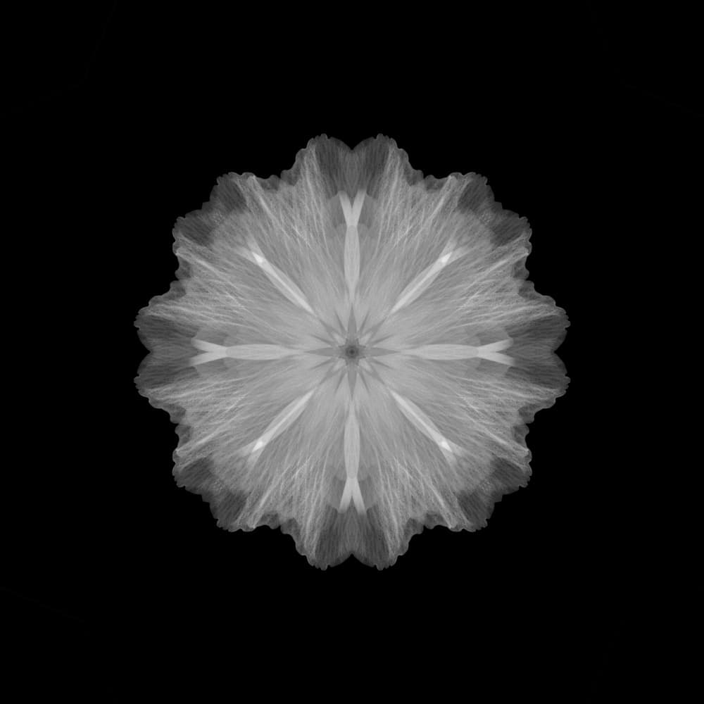 Delicate White Radiance by Lotte Grønkjær — canvas wall art