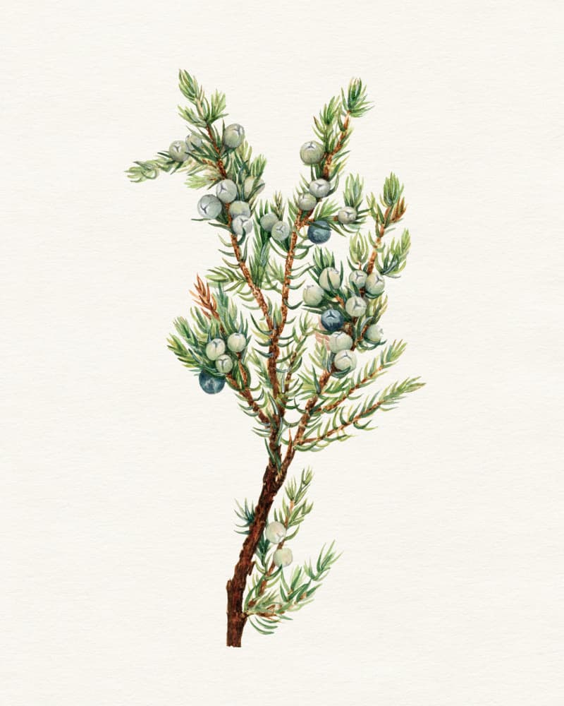 Juniper Berries Branch by Wild Violets — canvas wall art