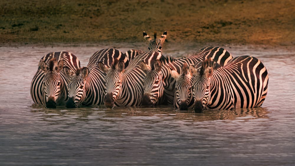 Safari Zebras Watering by James Cai — canvas wall art