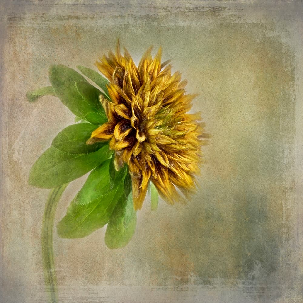 Soft Golden Bloom by Gaille Gray — canvas wall art
