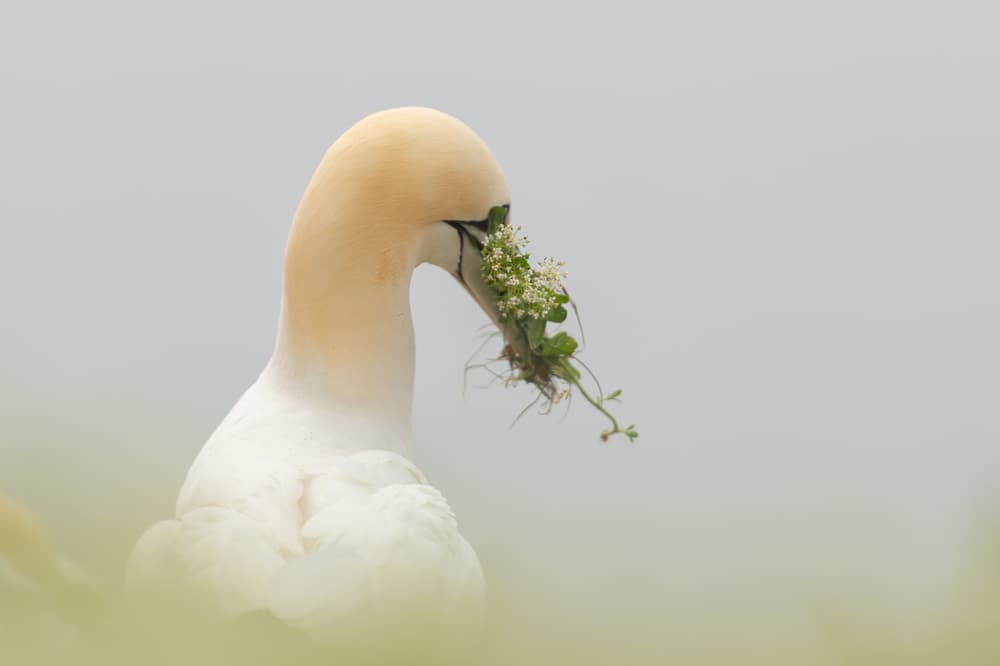 Gannet with Nesting Flowers by Els Keurlinckx — canvas wall art