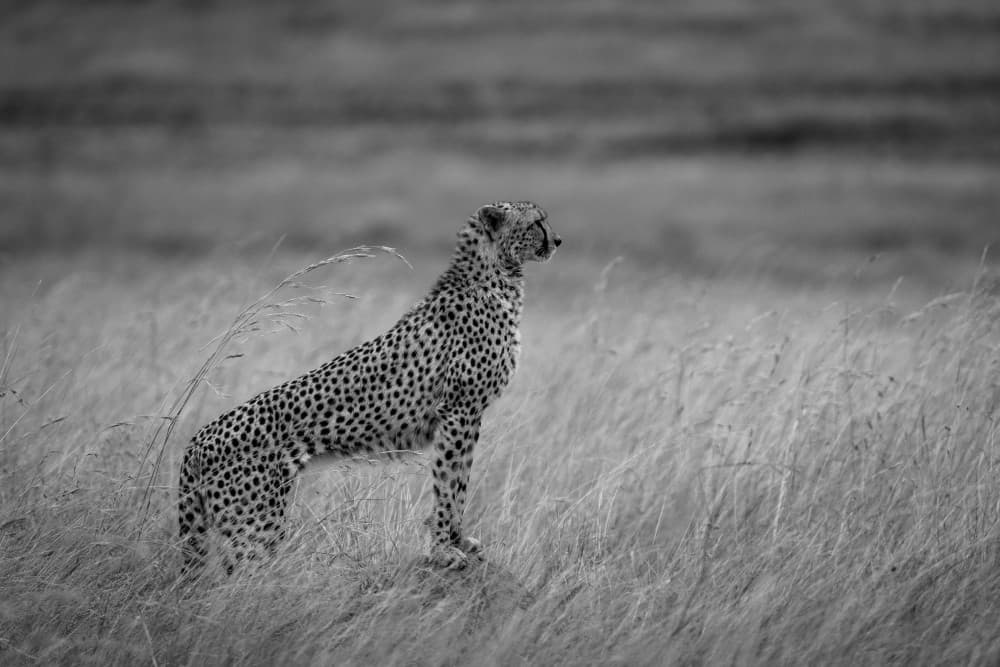 Cheetah in Tall Grass by Shobhit Chawla — canvas wall art