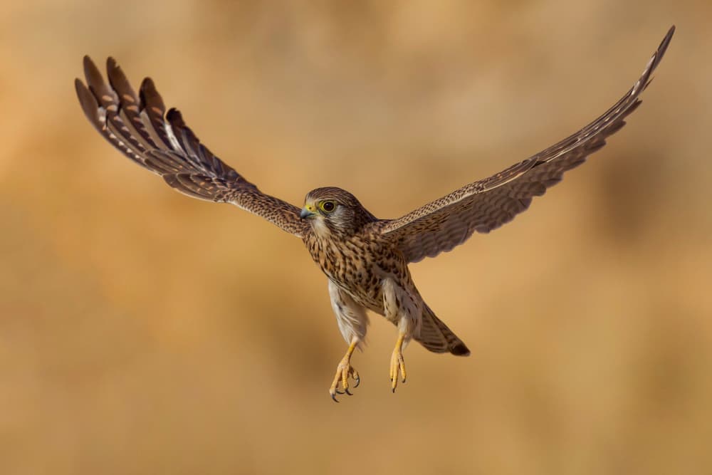 Kestrel In Golden Flight by David Manusevich — canvas wall art