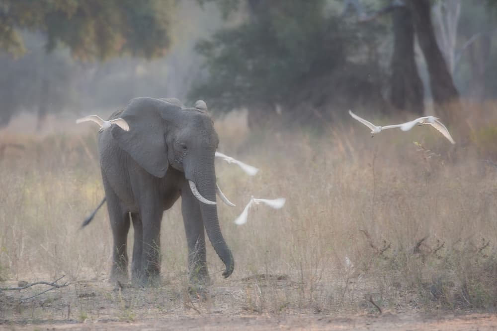 Serene Elephant and Birds by Alessandro Catta — canvas wall art