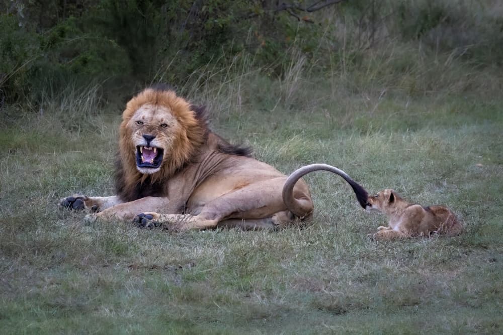 Roaring Lion Playful Cub by Mark Strom — canvas wall art
