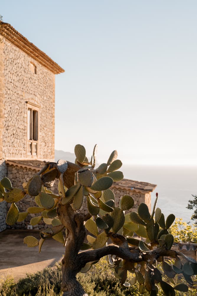 Mediterranean Cactus View by Henrike Schenk — canvas wall art