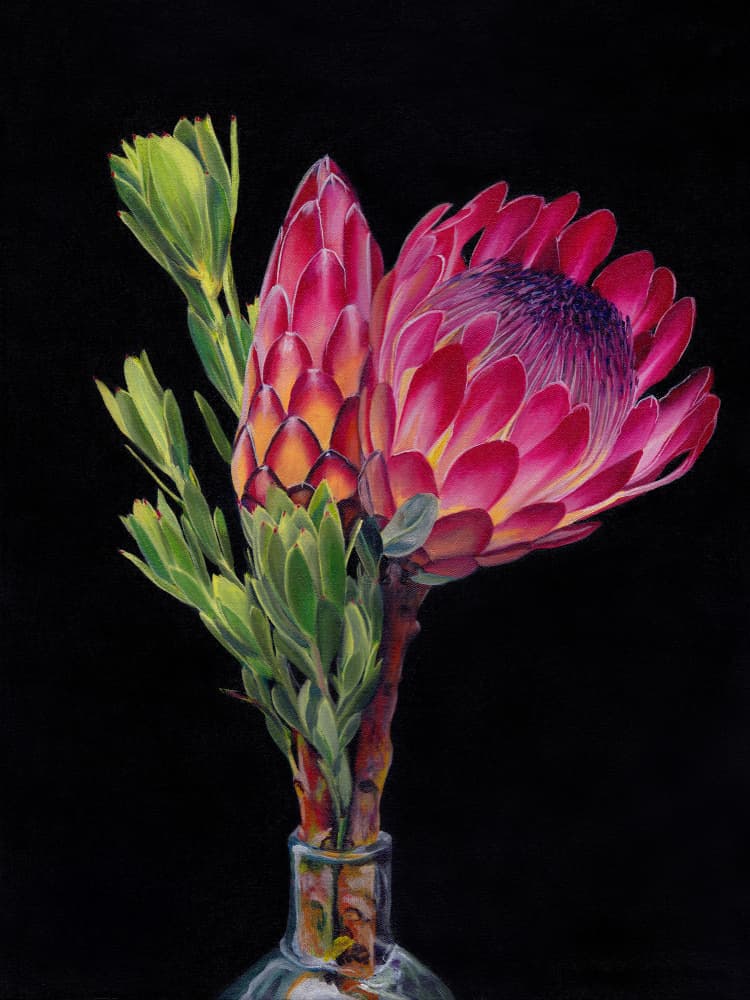 Vibrant Protea Blooms by Viccy Wanliss — canvas wall art