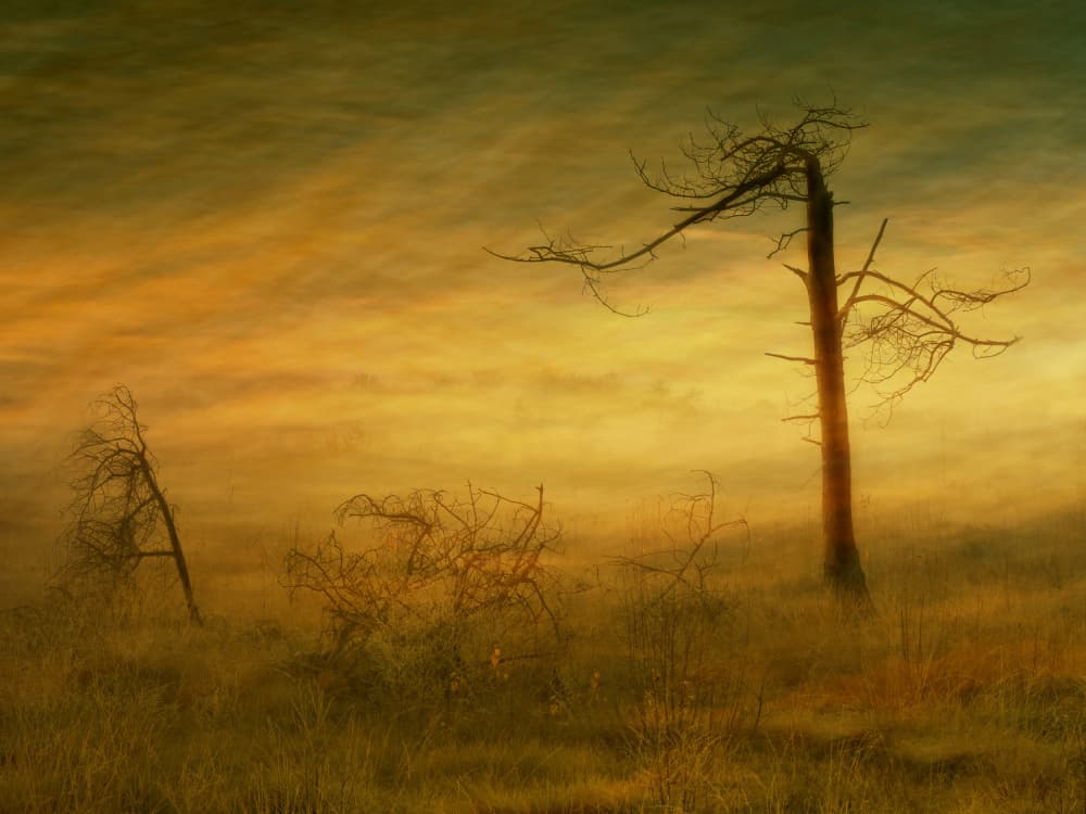 Golden Barren Landscape by Ria Groot Zevert — canvas wall art