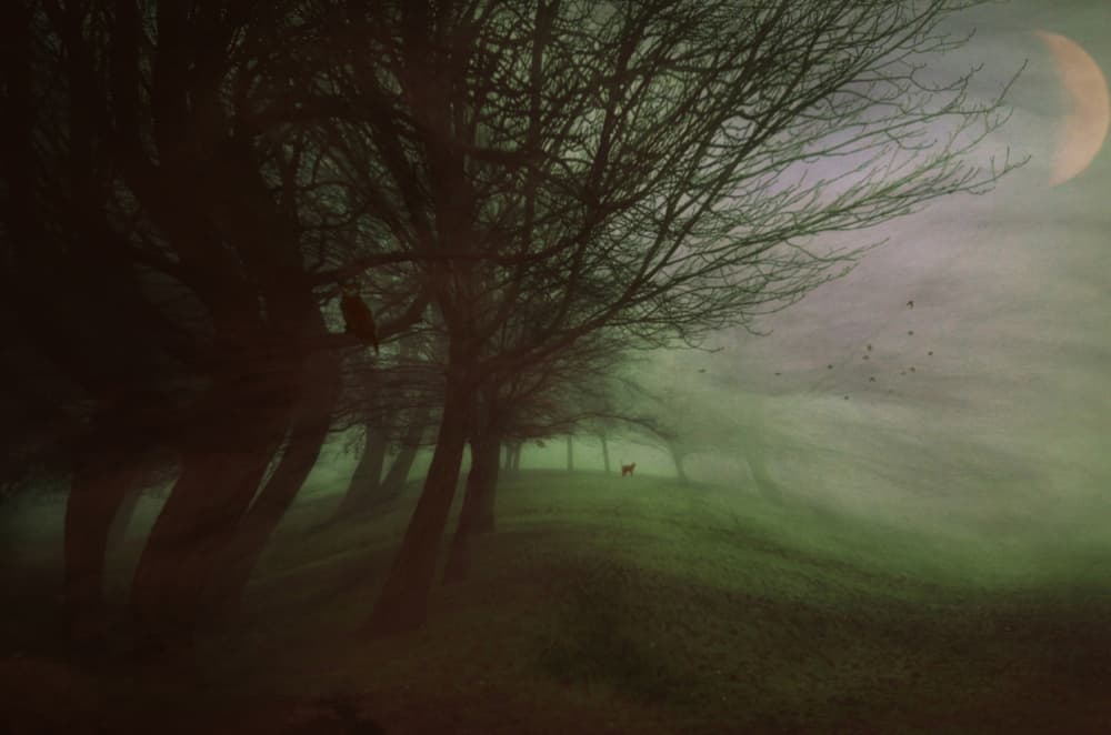 Dark Forest Deer Moon by Robert Fabrowski — canvas wall art