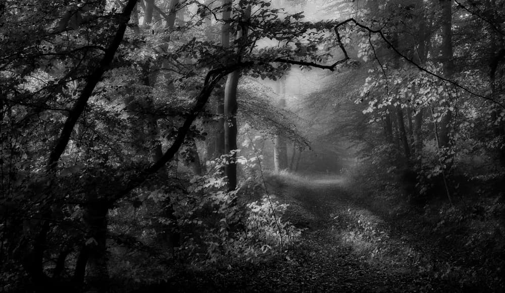 Misty Forest Path by Norbert Maier — canvas wall art