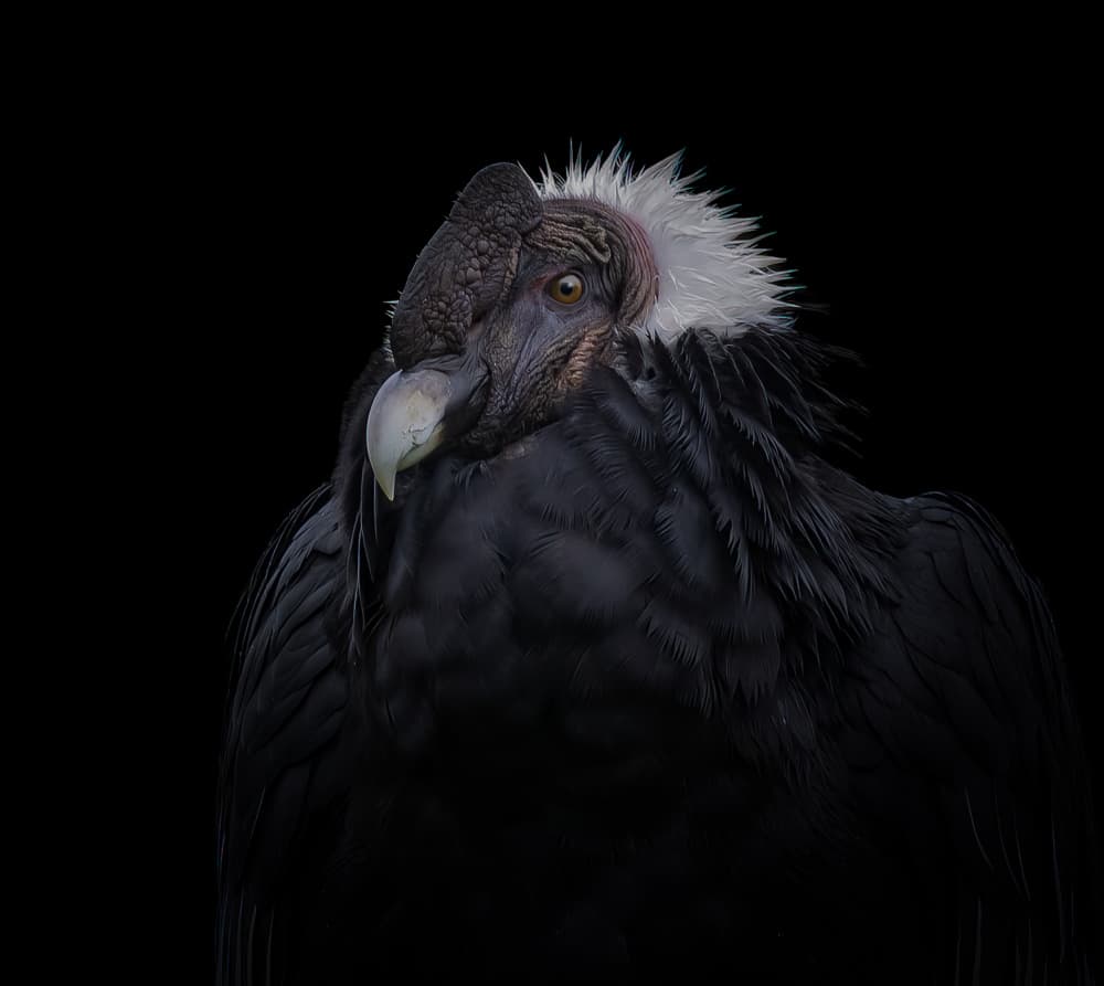 Powerful Andean Condor by Natascha Worseling — canvas wall art