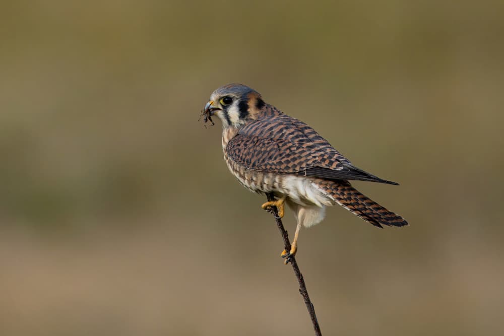 American Kestrel with Insect by Gavin Lam — canvas wall art