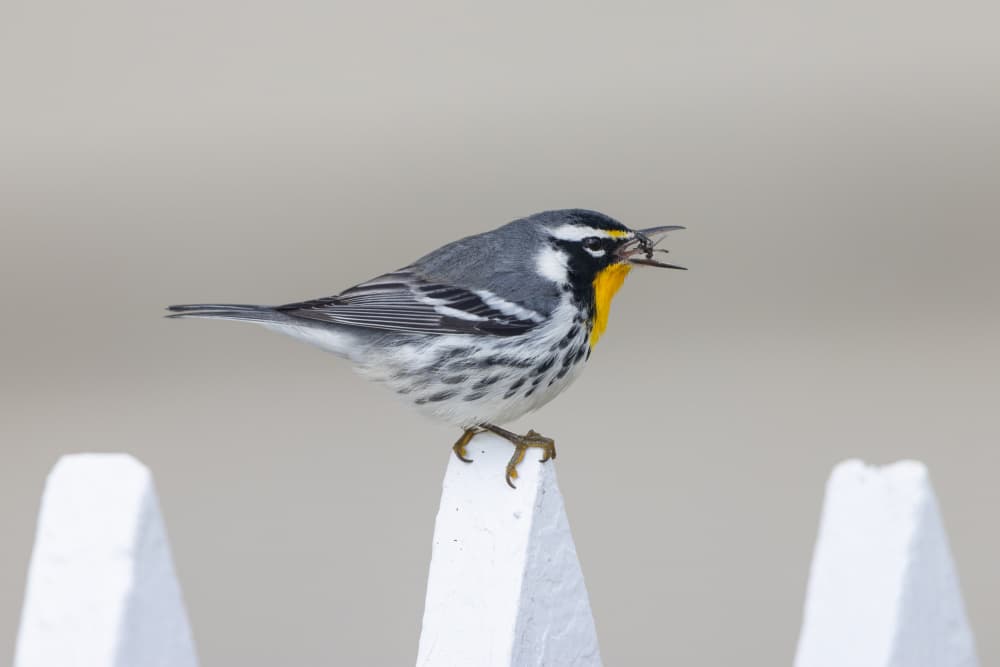Vibrant Warbler Perched by Bill Lu — canvas wall art